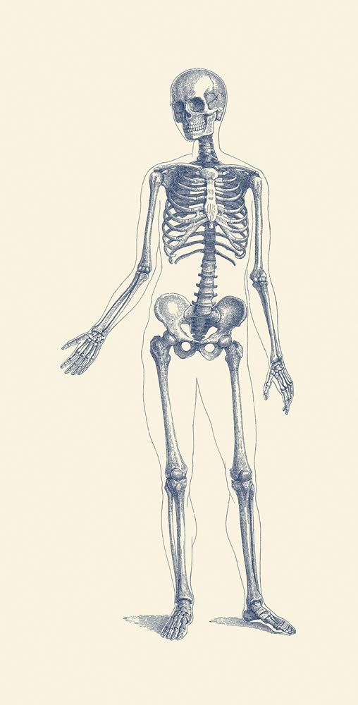 Amazon.com: Posterazzi PSTJPA700007H Vintage Anatomy Human